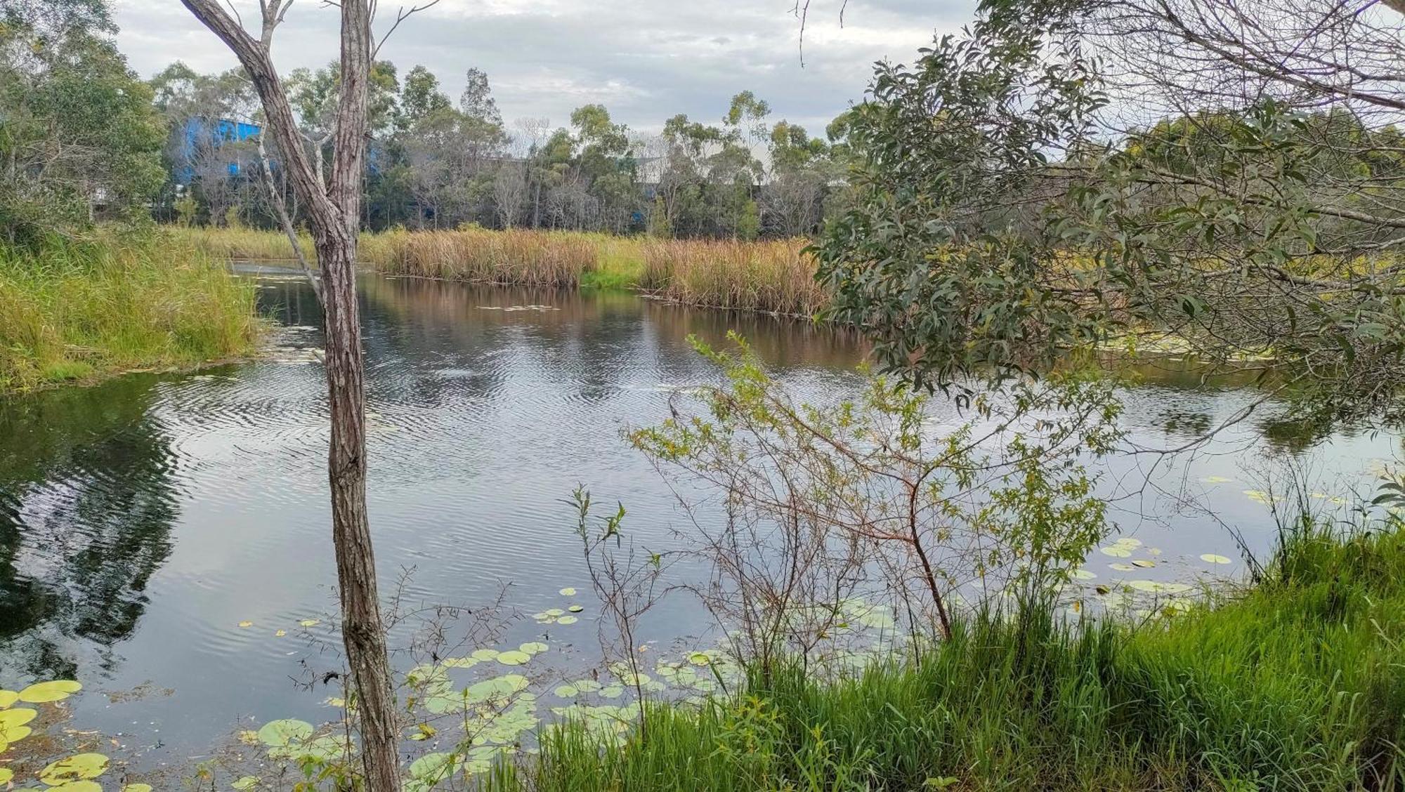 The Woodlands Hideaway - Premium Acreage Guesthouse Browns Plains Exteriér fotografie